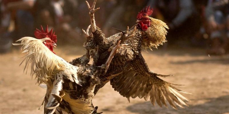 keo da ga truc tiep 3 Uk88 - Nhà cái cá cược đá gà cực uy tín