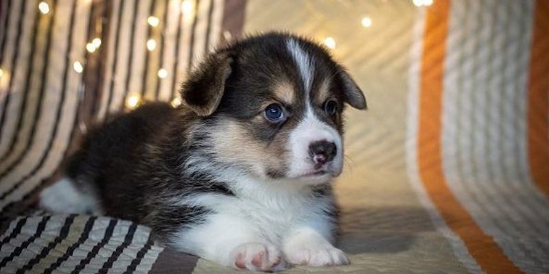 lo de con cho so may 2 Lô đề con chó số mấy và ý nghĩa của giấc mơ