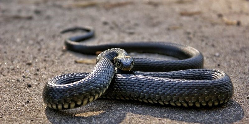 lo de con ran 2 Con rắn vô cùng uy lực