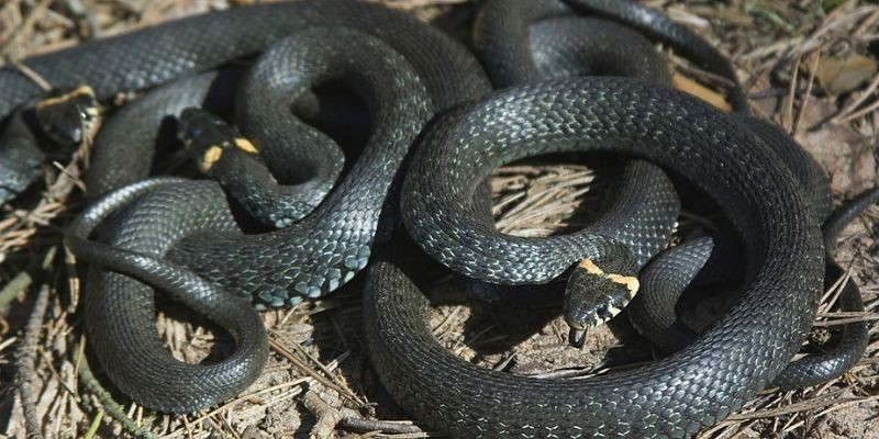 lo de con ran 3 Căn cứ vào giấc mơ con rắn với nhiều điềm báo và ý nghĩa khác nhau để xác định lô đề con rắn