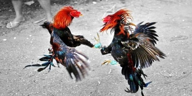 tran da ga 24 ty 2 Sự nổi tiếng của trận đá gà 24 tỷ tại Uk88