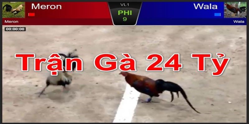 tran da ga 24 ty thumb Sức hấp dẫn của trận đá gà 24 tỷ